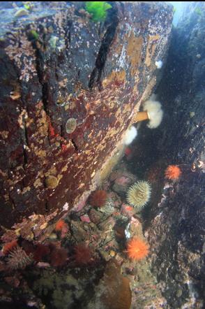 anemones in a shallow crack