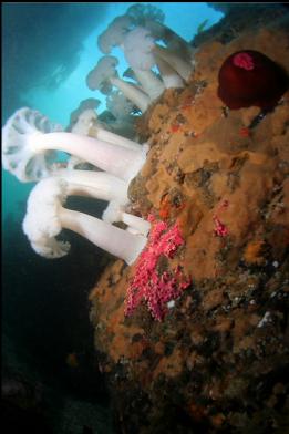 pink hydrocoral and anemones