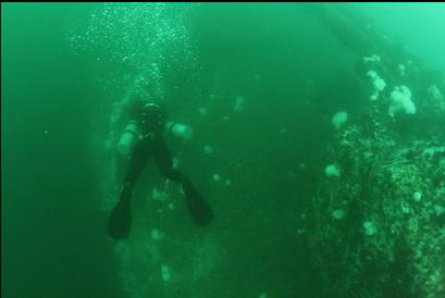 diver next to gun