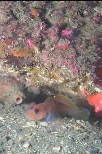 BLACKEYE GOBY