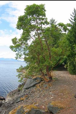 ARBUTUS TREE ON TRAIL