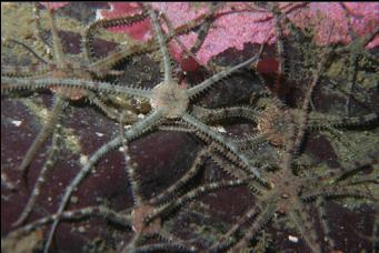 BRITTLE STARS