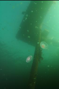 moon jellies under dock