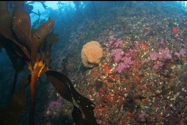 sponge on shallow wall