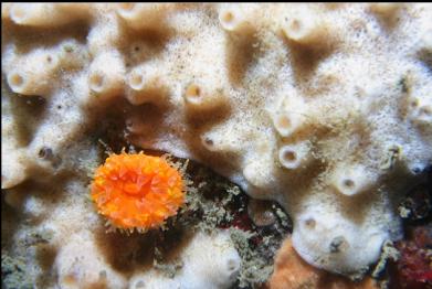 cup coral and sponge