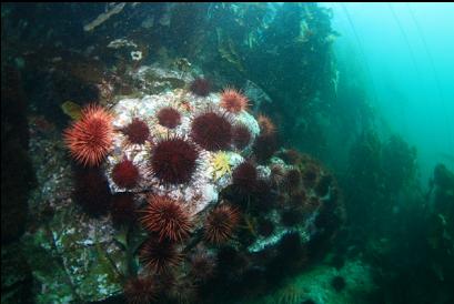 urchins near boat