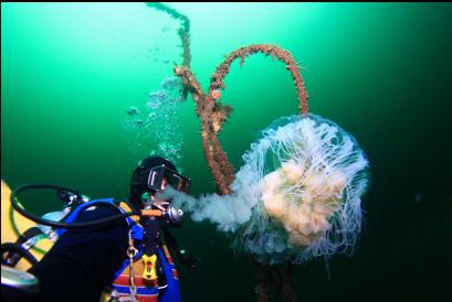 lion's mane caught on cable