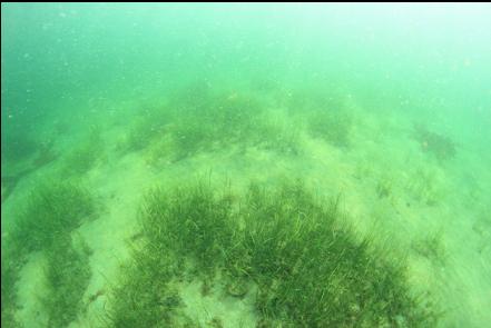 eelgrass in the bay