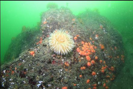 anemone and orange tunicates