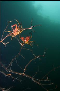 KELP CRABS IN TREE BRANCHES