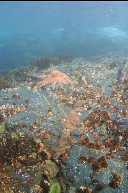 tiny anemones and sunflower star