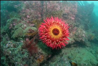 fish-eating anemone