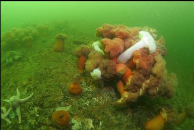 plumose anemones