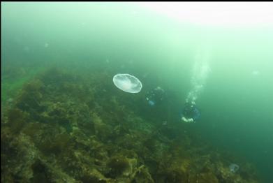 moon jellies