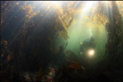 under the kelp