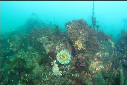 fish-eating anemone near shore