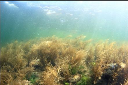 sargassum