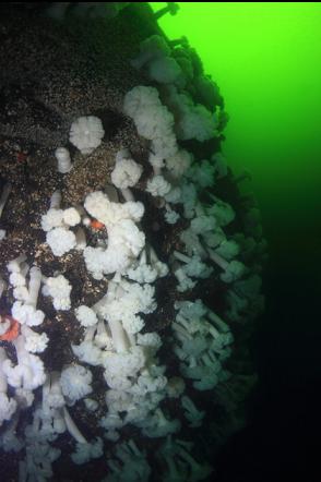 plumose anemones