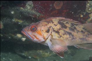 BROWN ROCKFISH