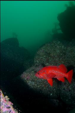 VERMILION ROCKFISH