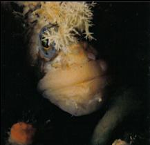 DECORATED WARBONNET