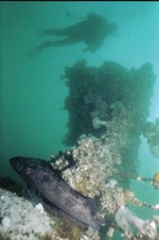 LINGCOD ON MAST