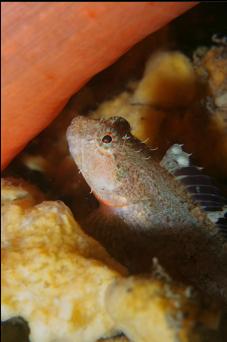 SCULPIN ON SPONGE ON ROPE