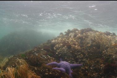 seastar in shallows