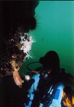 FACELESS DIVER,  BASKET STAR, AND TUNICATE