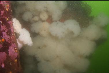 plumose anemones