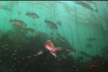 rockfish and tiny shrimp in kelp forest