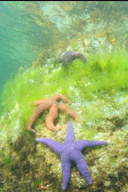 seastars in shallows