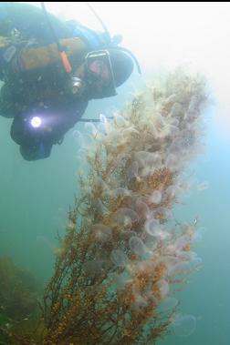 hooded nudibranchs on seaweed