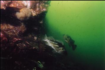 COPPER ROCKFISH AND CLOUDS OF SHRIMP