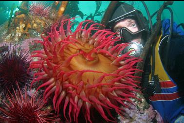 fish-eating anemone