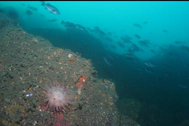 crimson anemone on wall