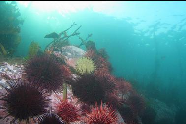 urchins and anemones under boat