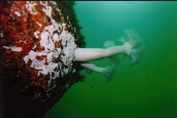 PLUMOSE ANEMONES ON WALL