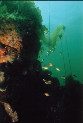 PERCH AND BULL KELP