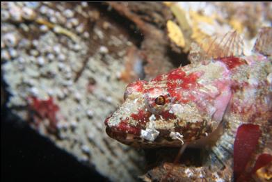 sculpin on wreck