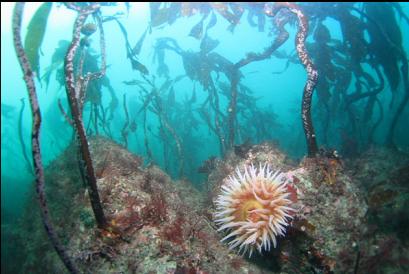 fish-eating anemone