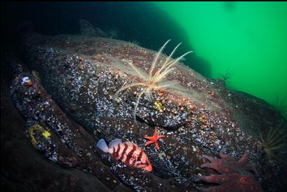 tiger rockfish