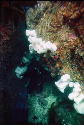 DIVER ENTERING TUNNEL