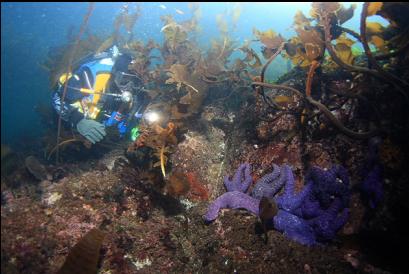 seastars on top of a flat reef