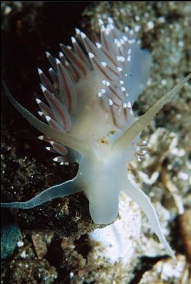 NUDIBRANCH ON SAND AT BASE OF WALL