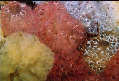 TUNICATES ON WALL