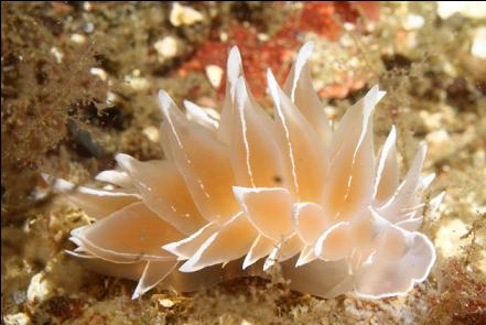 alabaster nudibranch