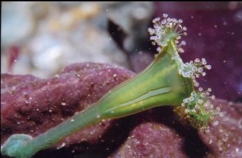 STALKED JELLYFISH