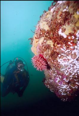 ANEMONE AND ENCRUSTING SPONGE