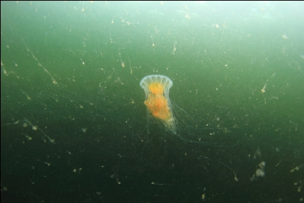 jellyfish and plankton